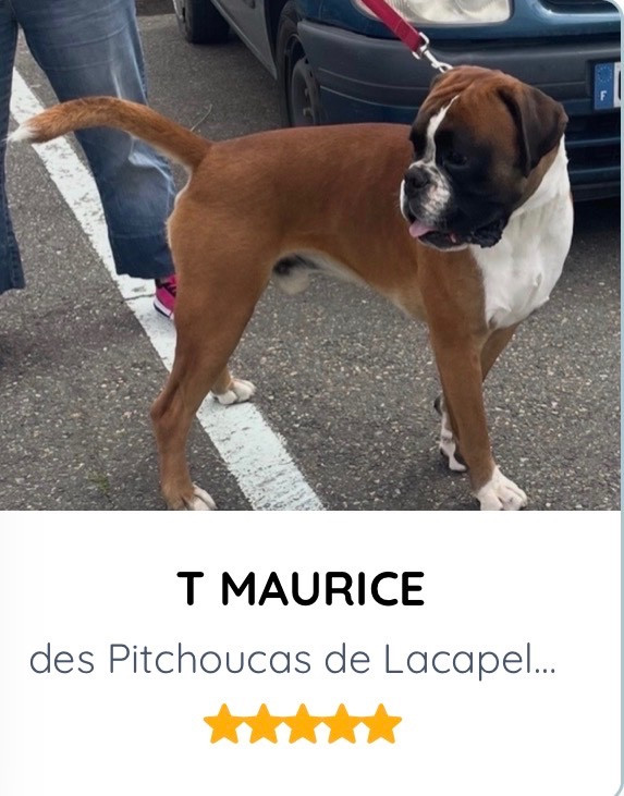 T MAURICE des Pitchoucas de Lacapelette
