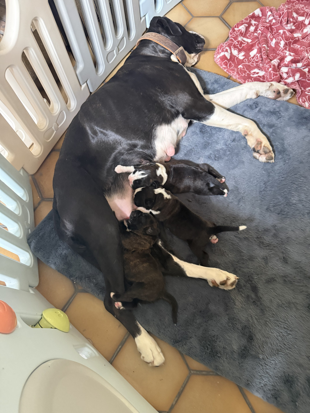 Chiot Boxer Martine Bucaille