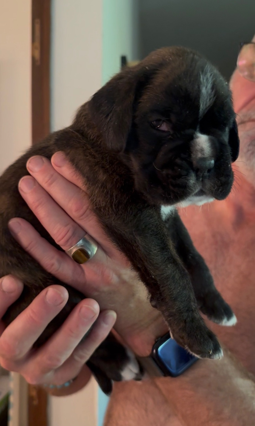 Martine Bucaille - Chiots disponibles - Boxer