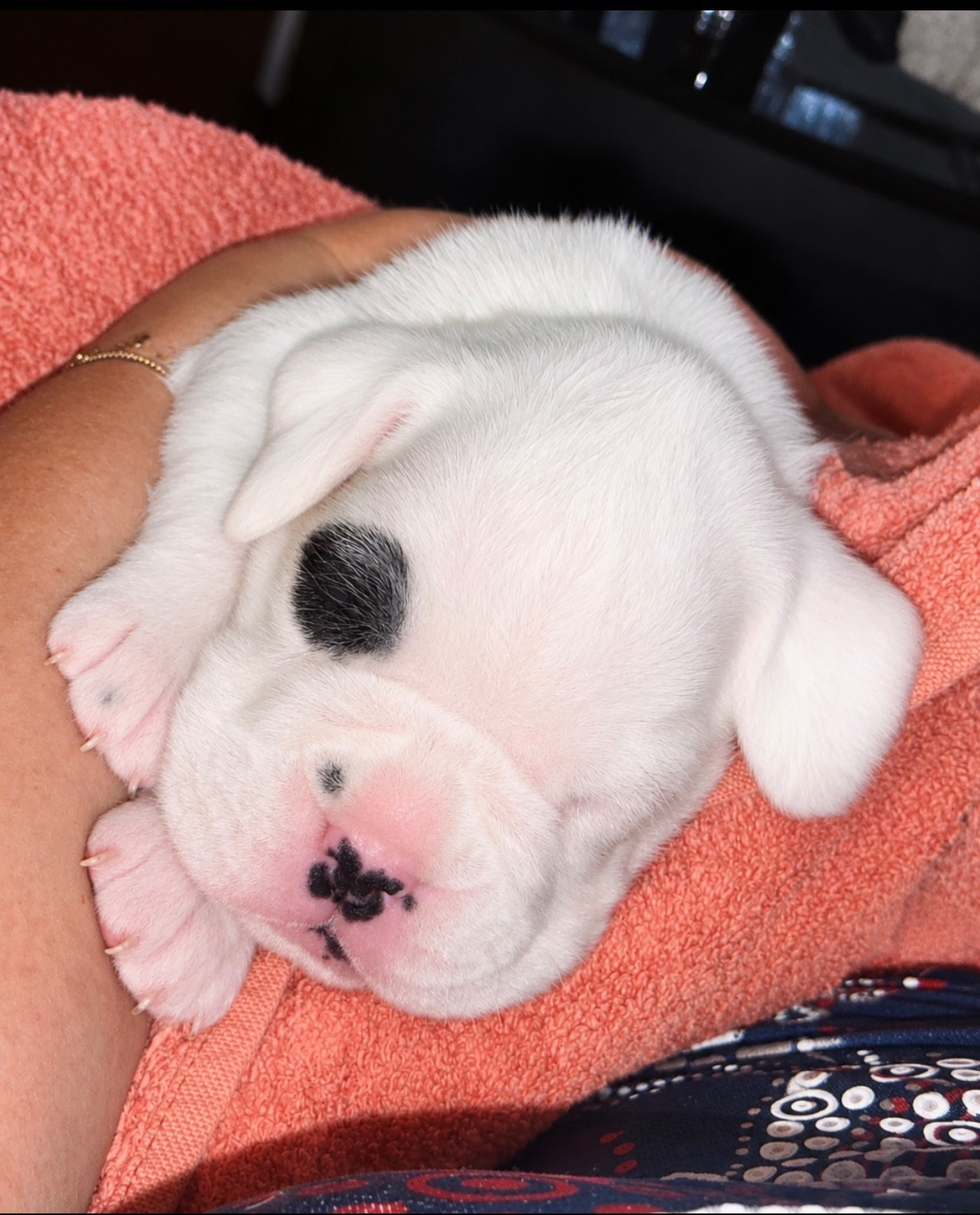 Martine Bucaille - Chiots disponibles - Boxer